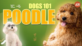 POODLE 🐩 - Charming Dog Breed 101 by Animals101 54 views 1 year ago 2 minutes, 44 seconds