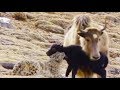 Animal Attack -  Leopard Attack Baby Yak