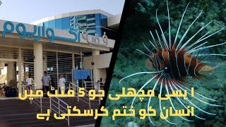 Fakieh Aquarium - Most Dangerous Fish in the world |     فقیه ایکویریم - دنیا کی خطرناک مچھلی