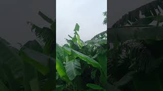 trading songs 🥰😐....#viral #love #trending #viral videos #trending sports #moments with Payel 😎