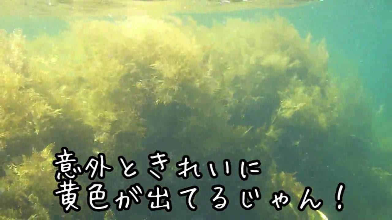 【防水】Sony Cyber-shot DSC-TX5（3メートル水中撮影） DSC-TX5を使って水中撮影してみました - YouTube