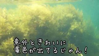 DSC-TX5を使って水中撮影してみました