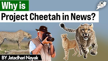 “Why Project Cheetah is Making Headlines in 2025 🐆 | Complete Analysis by Jatadhari Nayak”|#studyiq