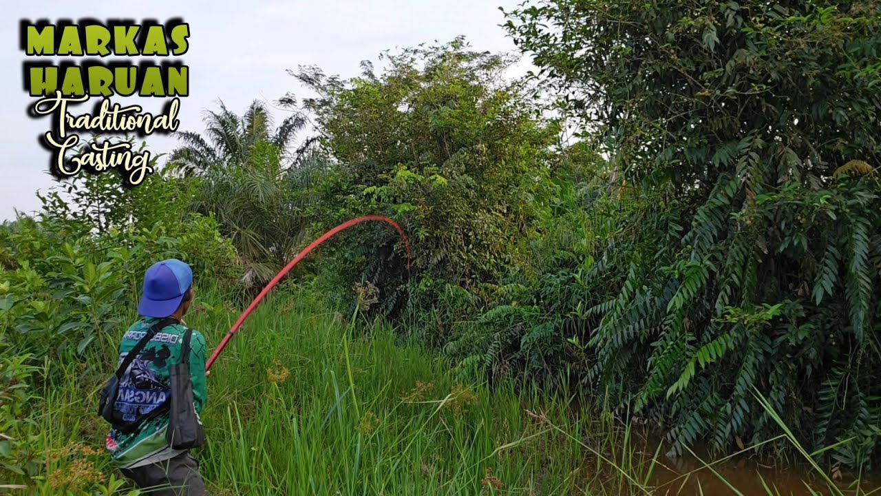 MANGARASAK || MANCING IKAN GABUS PAKAI TEGEK UMPAN KODOK ASLI