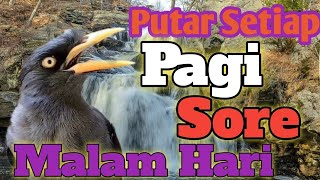 AWAS IKUT GACOR ‼️ MASTERAN JALAK KEBO GACOR terapi jalak malas bunyi
