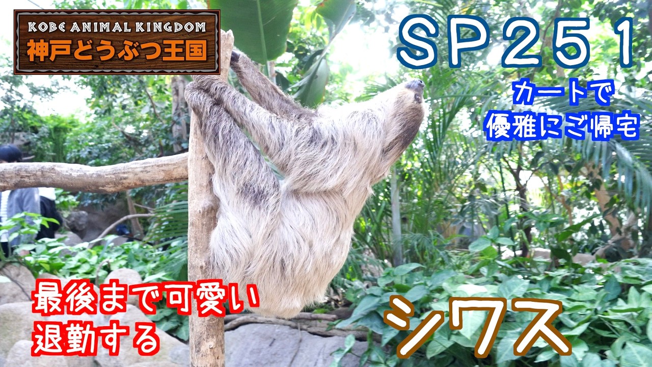 SP251 最後まで可愛い、退勤するナマケモノ（シワスさん） - YouTube