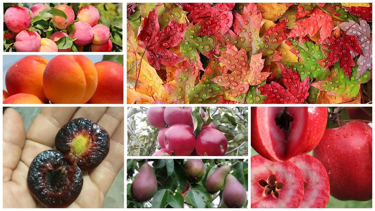 Купить Шарафугу Саженцы В Минске