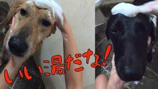 大型犬のお手入れデイ