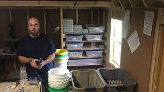 Counting/weighing Dubia for filling orders