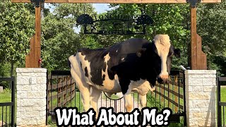 Moo Asks:  what about me