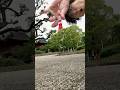 No.806 My shorts funny magic video challenge. 😂😂😂 #shorts