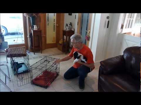 how-to-housebreak-a-puppy:--crate-training