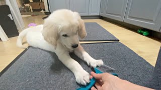 Puppy reacts funny to brush by Happy Life With Golden 1,497 views 1 month ago 57 seconds