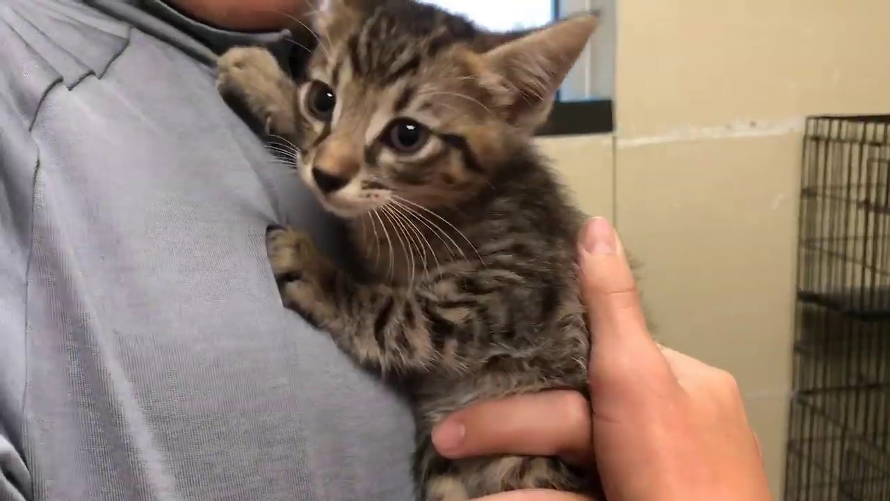 Meet Cheyenne at Rockwall Adoption Center