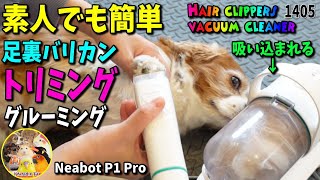 簡単！初心者おすすめ！犬 猫のトリミング 足裏バリカン やり方 使い方【Neabot P1 Pro】キャバリア・サマーカット ヘアケア 掃除機 #1405