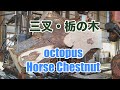 三股・栃の木・octopus chestnut　sawing!!