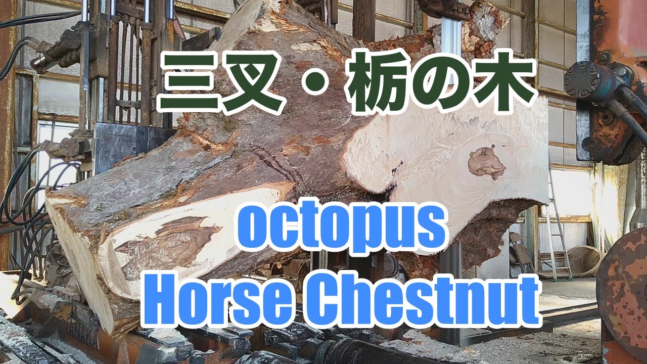 三股・栃の木・octopus chestnut sawing!! - YouTube