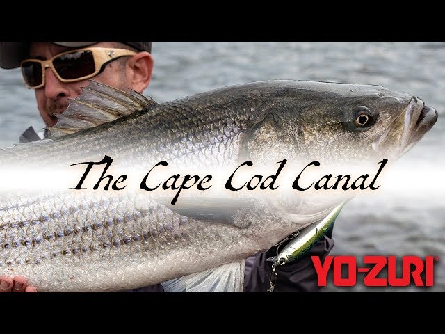 Striper Fishing: Cape Cod Canal (2019) 