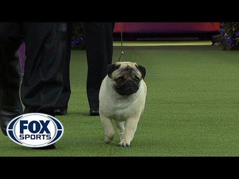 pug agility competition