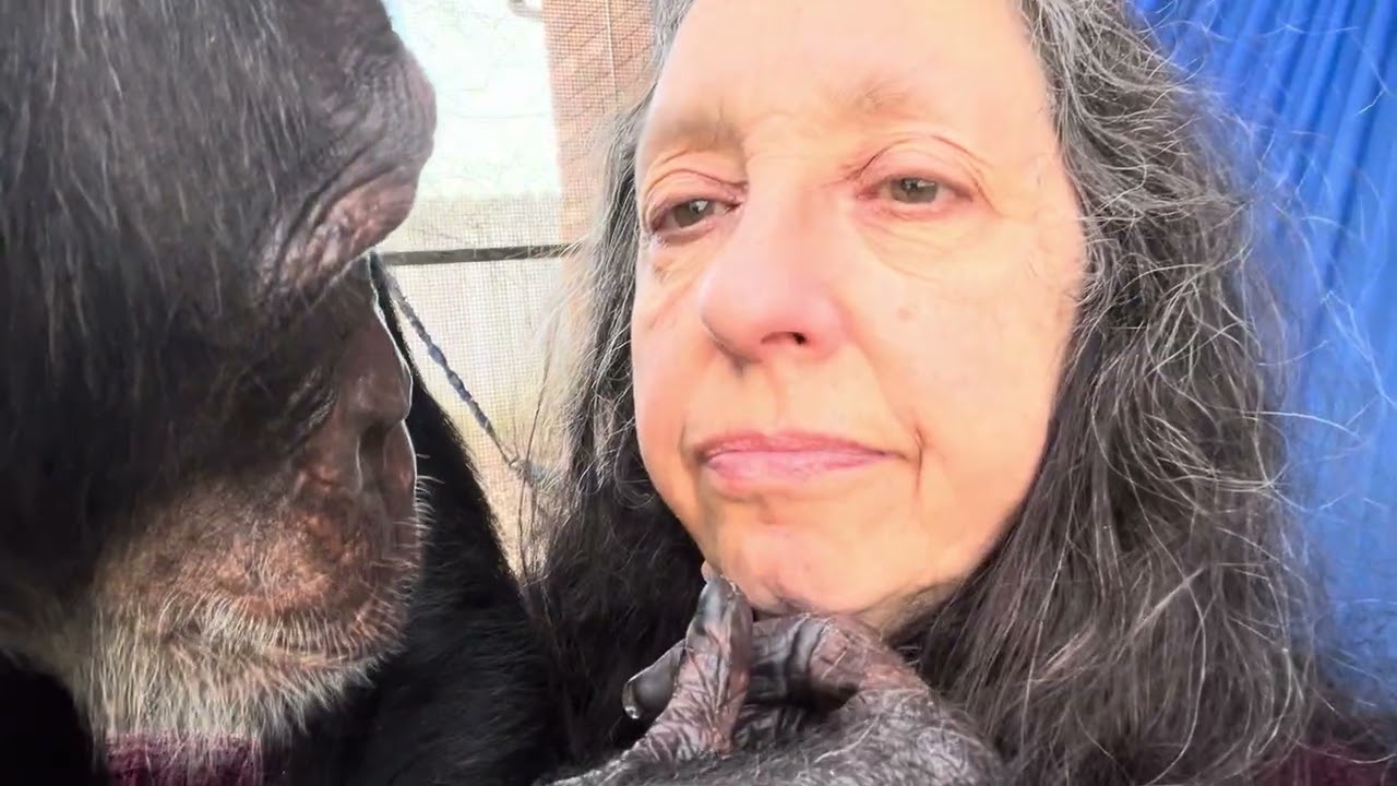 Chimpanzee Grooming Outdoors 