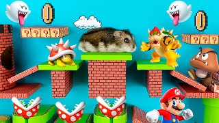 Hamster Escape Super Mario Maze | DIY Maze with traps Hamsters Show