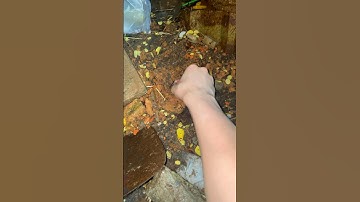 Nâng gạch lên thấy trứng lạ #shorts  #funny #video #troll