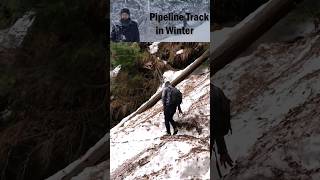 Sorrounded by Wolves in Nathia Gali Track