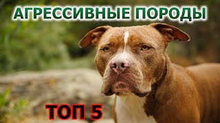 ТОП 5 АГРЕССИВНЫХ ПОРОД СОБАК. С ними лучше не шутить!