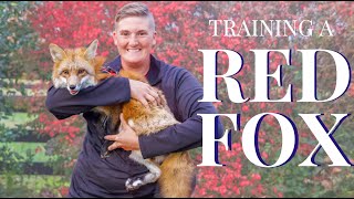 Training a RED FOX