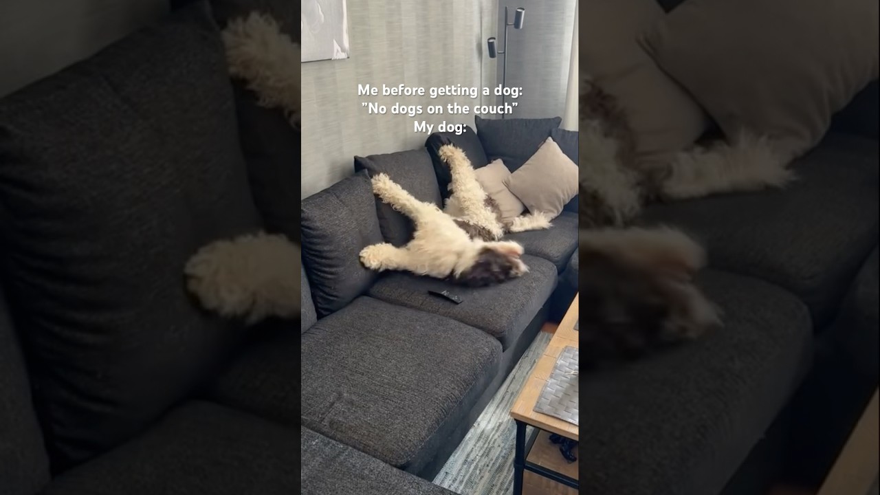 I guess it’s his couch now. 