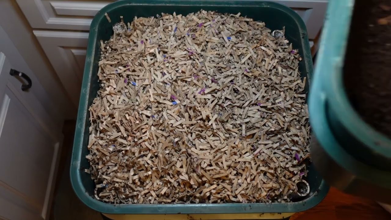 Worm Wednesday Harvest and Feeding Vermihut Resetting The Tower 