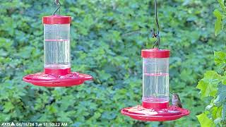 Young Allens Hummingbird Chick At The Feeder