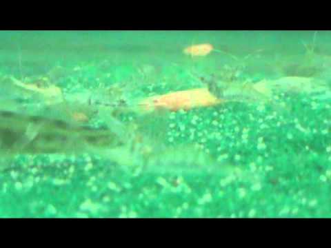 Clear Transparent Shrimp