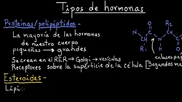 ¿Qué son las hormonas esteroideas y no esteroideas?