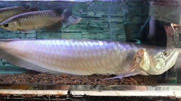 Cá rồng Ngân Long dài hơn 60cm | Cá Cảnh Nhật Toàn Gò Công