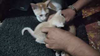 Taking Care of my Kittens by Cats Family 243 views 1 year ago 5 minutes, 44 seconds