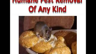 24 Hr Emergency Pest Control Parsippany NJ Call (862) 701-2076