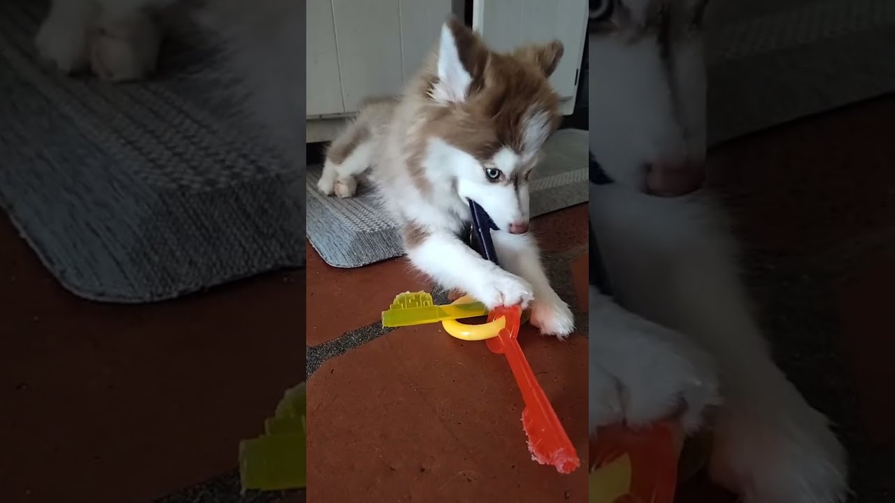 Rocky "Raccoon" being cute and doing whatever he wants 😁 