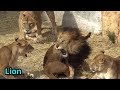 Cool lion pride⑲ ライオン一家の日常🦁 【多摩動物公園】