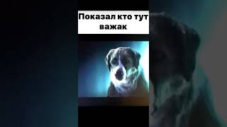 Показал кто тут важак! | 2 часть