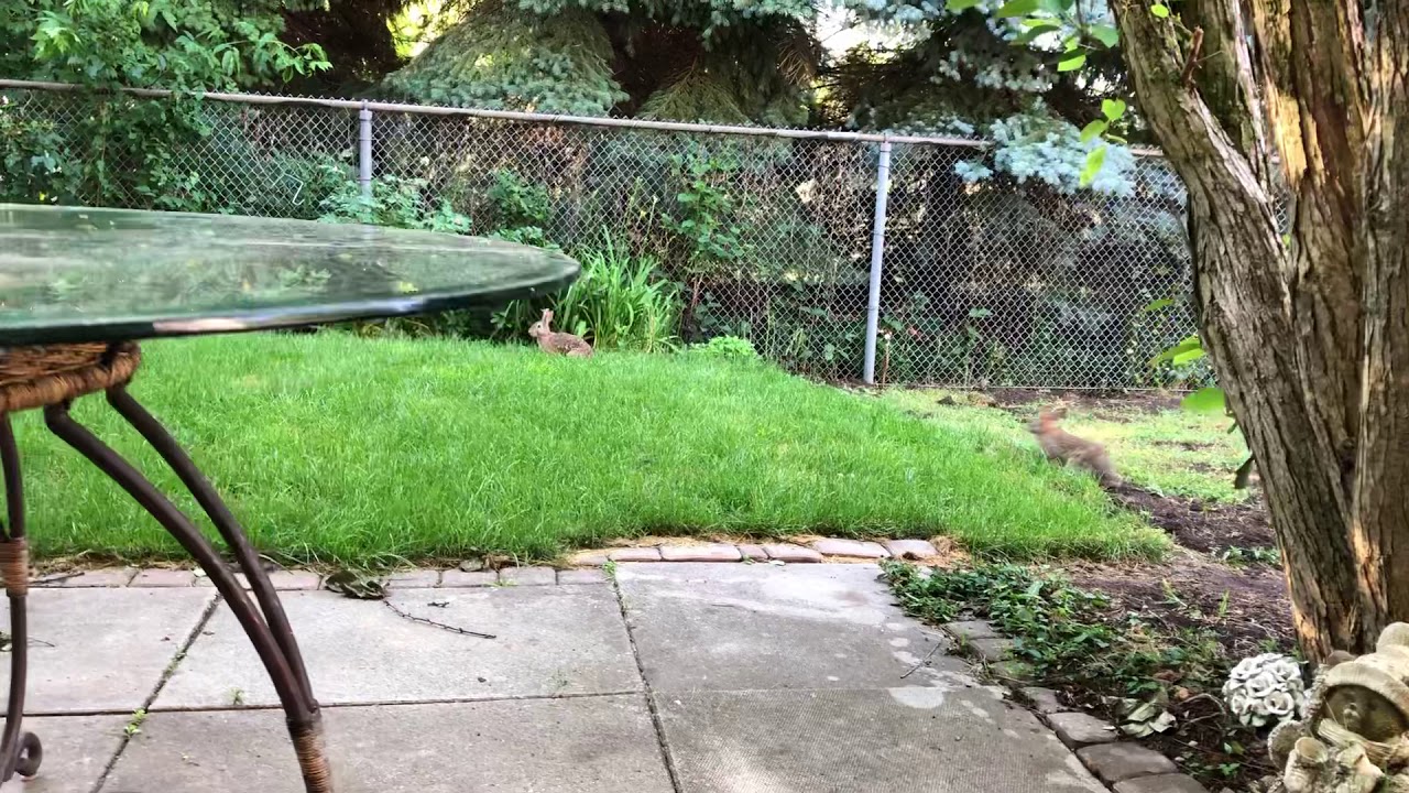 Backyard Animals /June 28, 2020