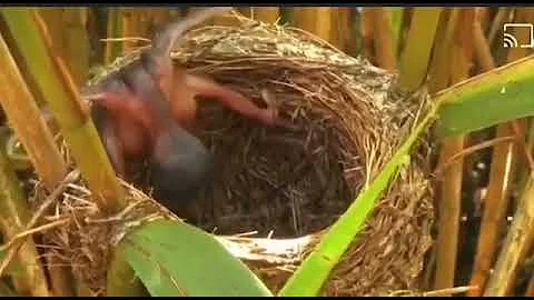 common cuckoo chicks eject s eggs of reed warbler out of the nest #nature #wildlife #shorts