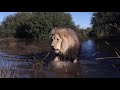 Water Lions Водяные львы