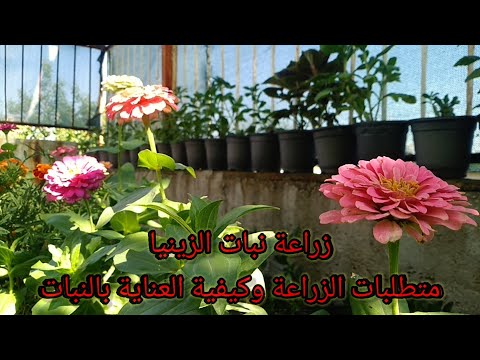 فيديو: زراعة نباتات الزينيا: نصائح حول كيفية زراعة الزينيا