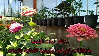 زراعة نبات #الزينيا  zinnia# | متطلبات الزراعة وكيفية العناية بالنبات ..