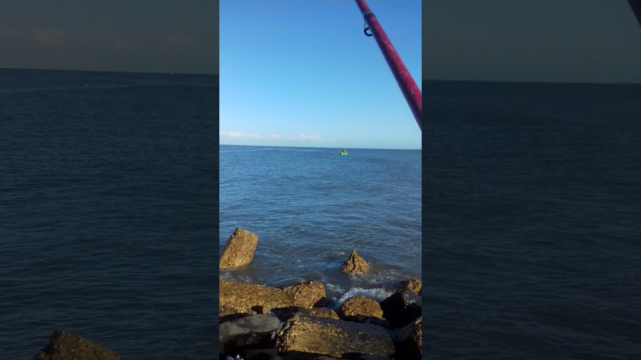 سمكةالشرغوش العنيدة  ساحل عذبة البرج بدمياط