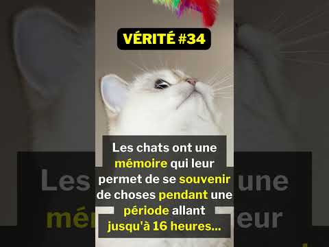 Vidéo: Les chats ont-ils une bonne mémoire?