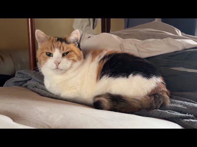 三毛猫】2026年4月20日6歳になったミケ（2026年4月20日） - YouTube