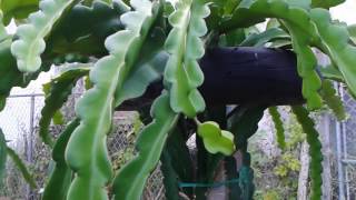 Why do my dragon fruit flowers turn yellow and fall off and what to do about it