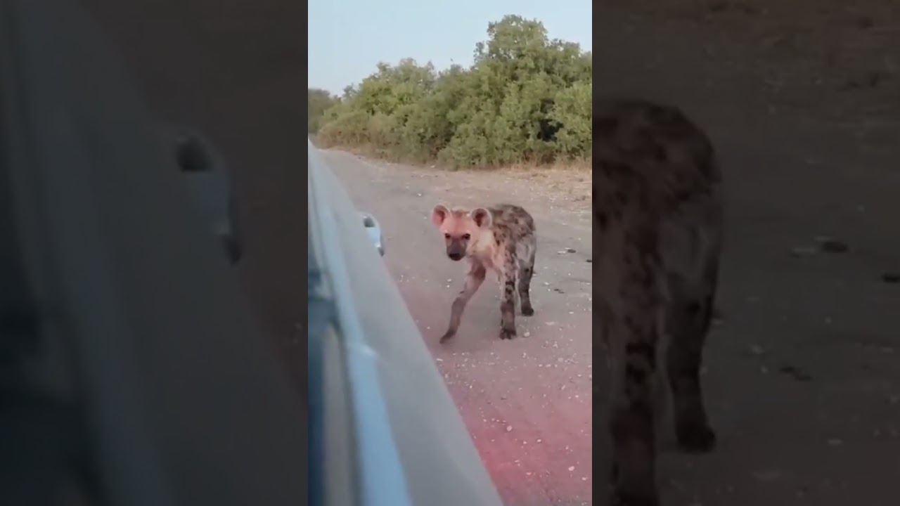 Hyena 